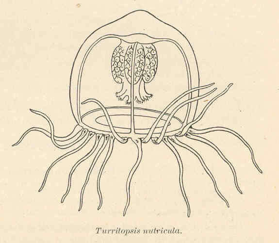 Слика од Oceaniidae Eschscholtz 1829