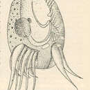Uronychia setigera的圖片
