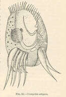 Image de Uronychia Stein 1859
