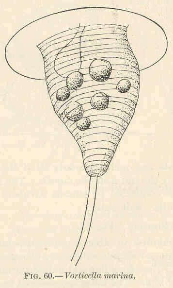 Image of Vorticella marina Greeff 1870