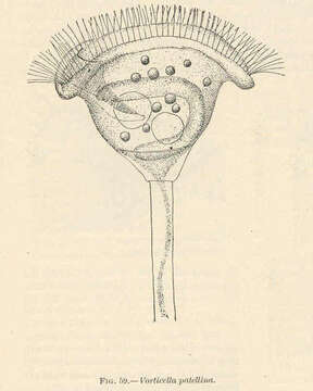 Imagem de Pseudovorticella Foissner & Schiffmann 1975