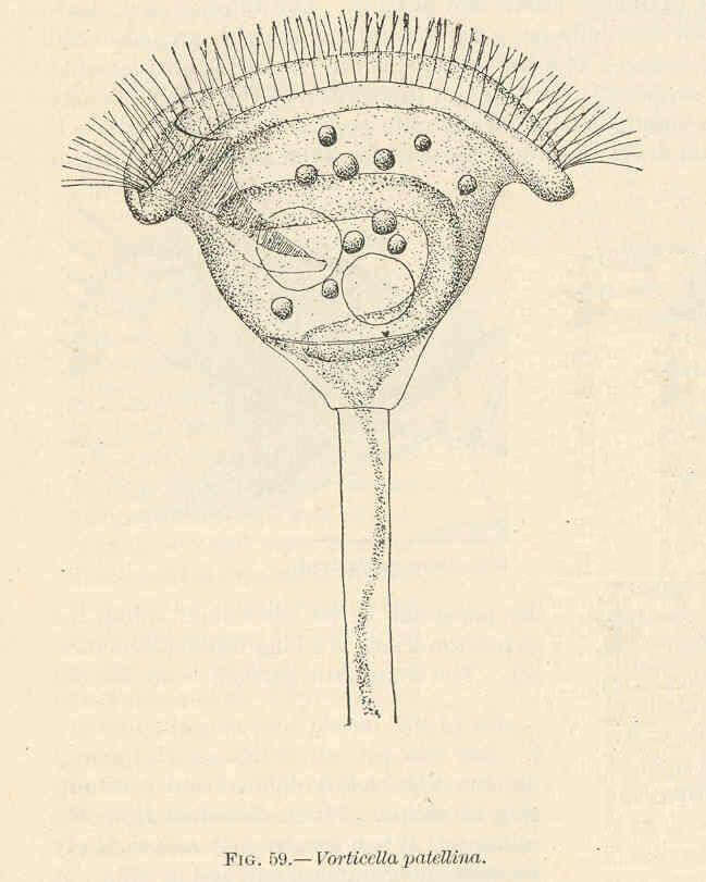 Image of Pseudovorticella Foissner & Schiffmann 1975