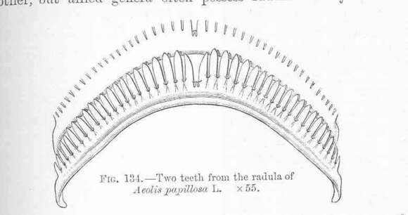 Plancia ëd Aeolidiidae Gray 1827