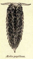 Plancia ëd Aeolidiidae Gray 1827