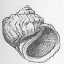 Image of Amphibola crenata (Gmelin 1791)