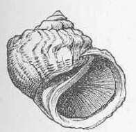 Image of Amphiboloidea Gray 1840