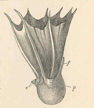 Sivun Amphitretus Hoyle 1885 kuva