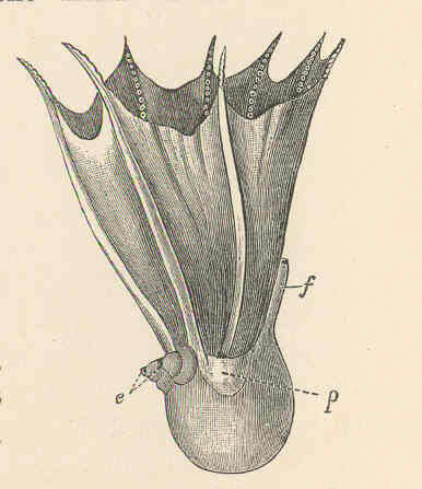 Image of Amphitretus Hoyle 1885