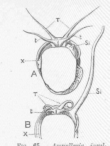 Image of Melanosporales