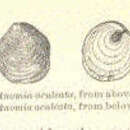 Image de Heteranomia squamula (Linnaeus 1758)