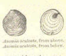Image de Anomiidae Rafinesque 1815