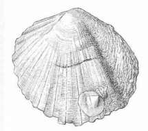 Image of Pectinida Gray 1854