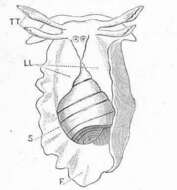 Image of Acteonoidea d'Orbigny 1842