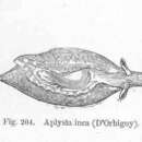 Image of Aplysia inca d'Orbigny 1837