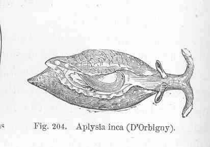 Image of Aplysia Linnaeus 1767