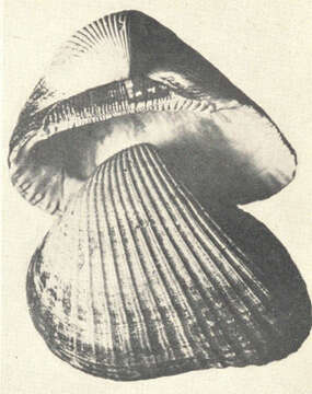 Image of Noetia Gray 1857