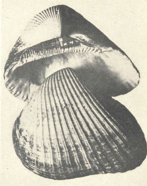 Image of Arcida Stoliczka 1871