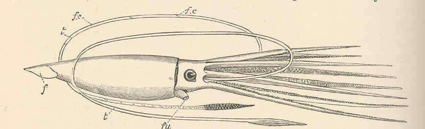 Image of Architeuthidae Pfeffer 1900