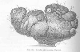 Image de Microcosmus Heller 1877