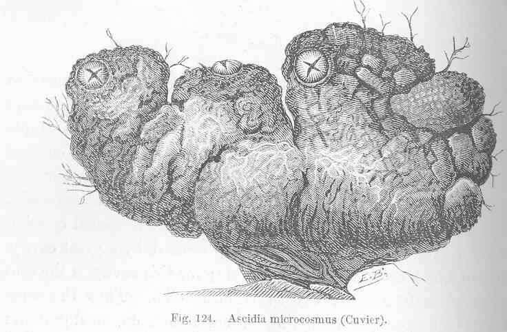 Image of Microcosmus Heller 1877