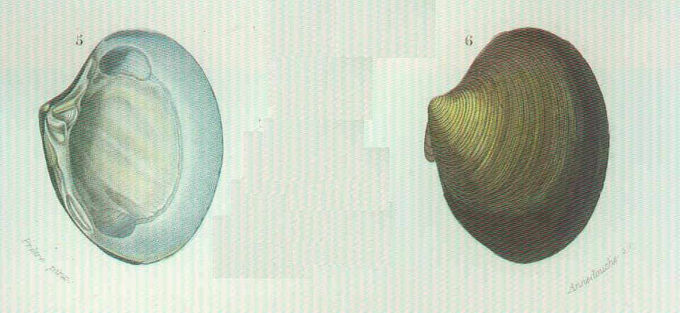 Plancia ëd Astartidae d'Orbigny 1844