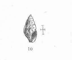 Image of Astyris H. Adams & A. Adams 1853
