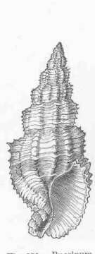 Image of Buccinidae Rafinesque 1815