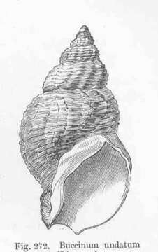 Buccinum Linnaeus 1758 resmi