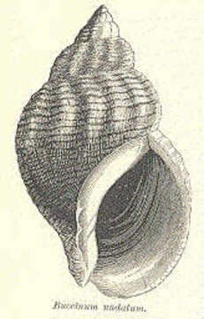 Buccinum Linnaeus 1758 resmi