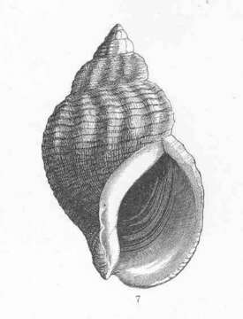 Image of Buccinum Linnaeus 1758