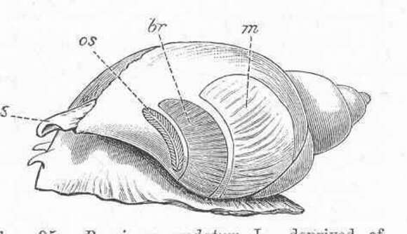 Buccinum Linnaeus 1758 resmi