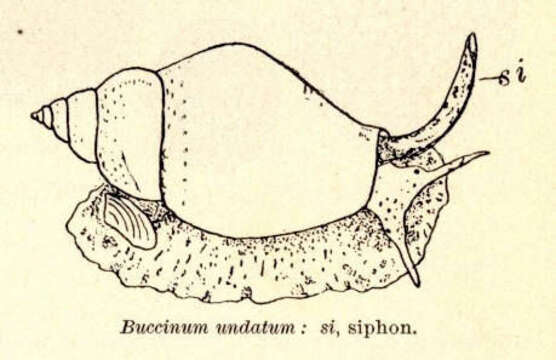 Image of Buccinidae Rafinesque 1815