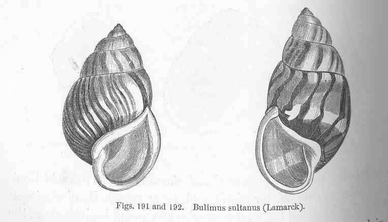 Image de Bulimulidae