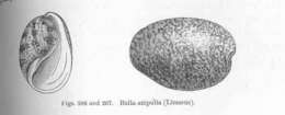 Image of Cephalaspidea P. Fischer 1883