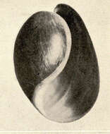 Image of Bulla Linnaeus 1758