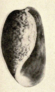 Image of Bullidae Gray 1827