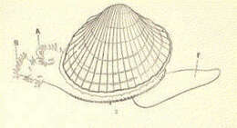 Image of Cerastoderma Poli 1795