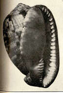 Image of helmet shells