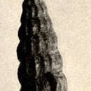 Image of Cerithidea Swainson 1840