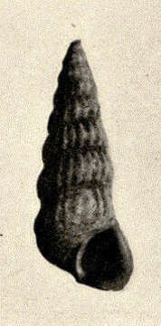 Image of Cerithideopsis Thiele 1929