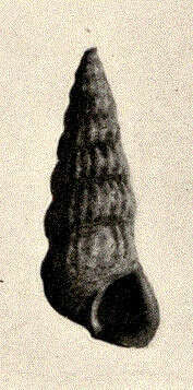 Image of Cerithideopsis Thiele 1929