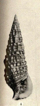 Слика од Cerithium atratum (Born 1778)