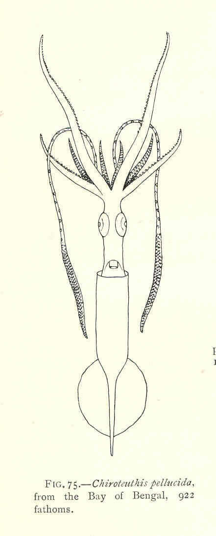 Image of Coleoidea Bather 1888