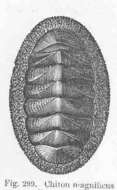 Sivun Chitonidae Rafinesque 1815 kuva