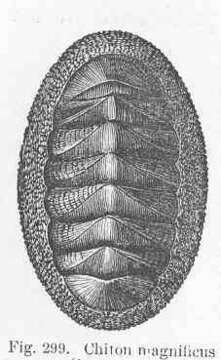 Imagem de Chitonidae Rafinesque 1815