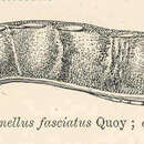 Image of Chitonellus