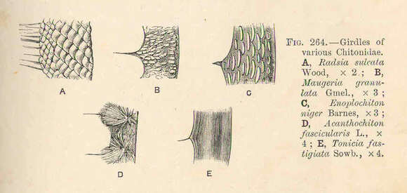 Sivun Chitonoidea Rafinesque 1815 kuva