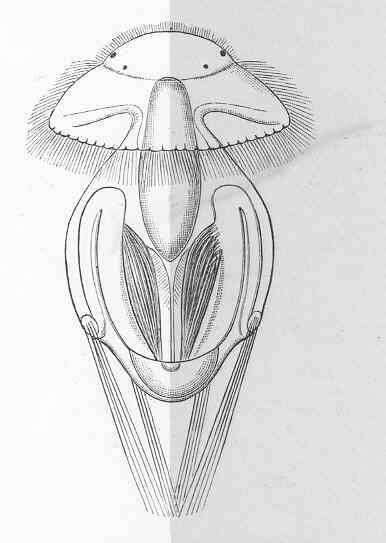 Image of Megathyridoidea Dall 1870