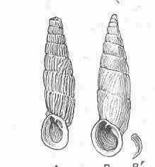 Image of Clausilioidea J. E. Gray 1855