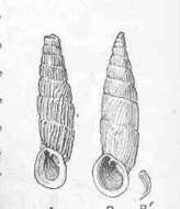 Image de Clausilioidea J. E. Gray 1855